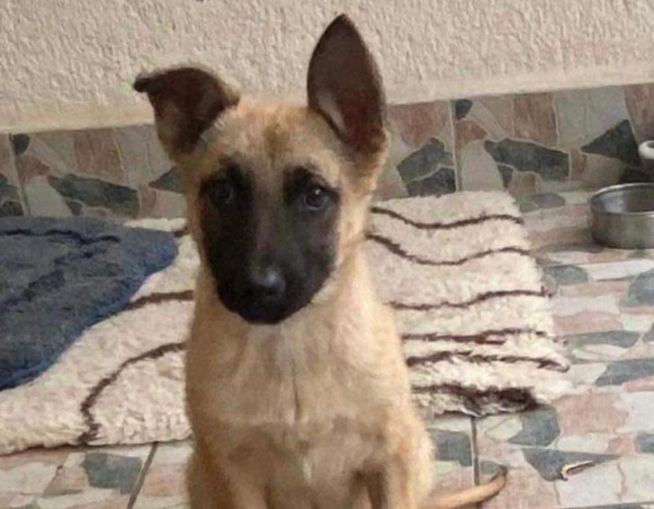 Luna, Mixed Breed for adoption at Ein Herz für Streuner e.V., München