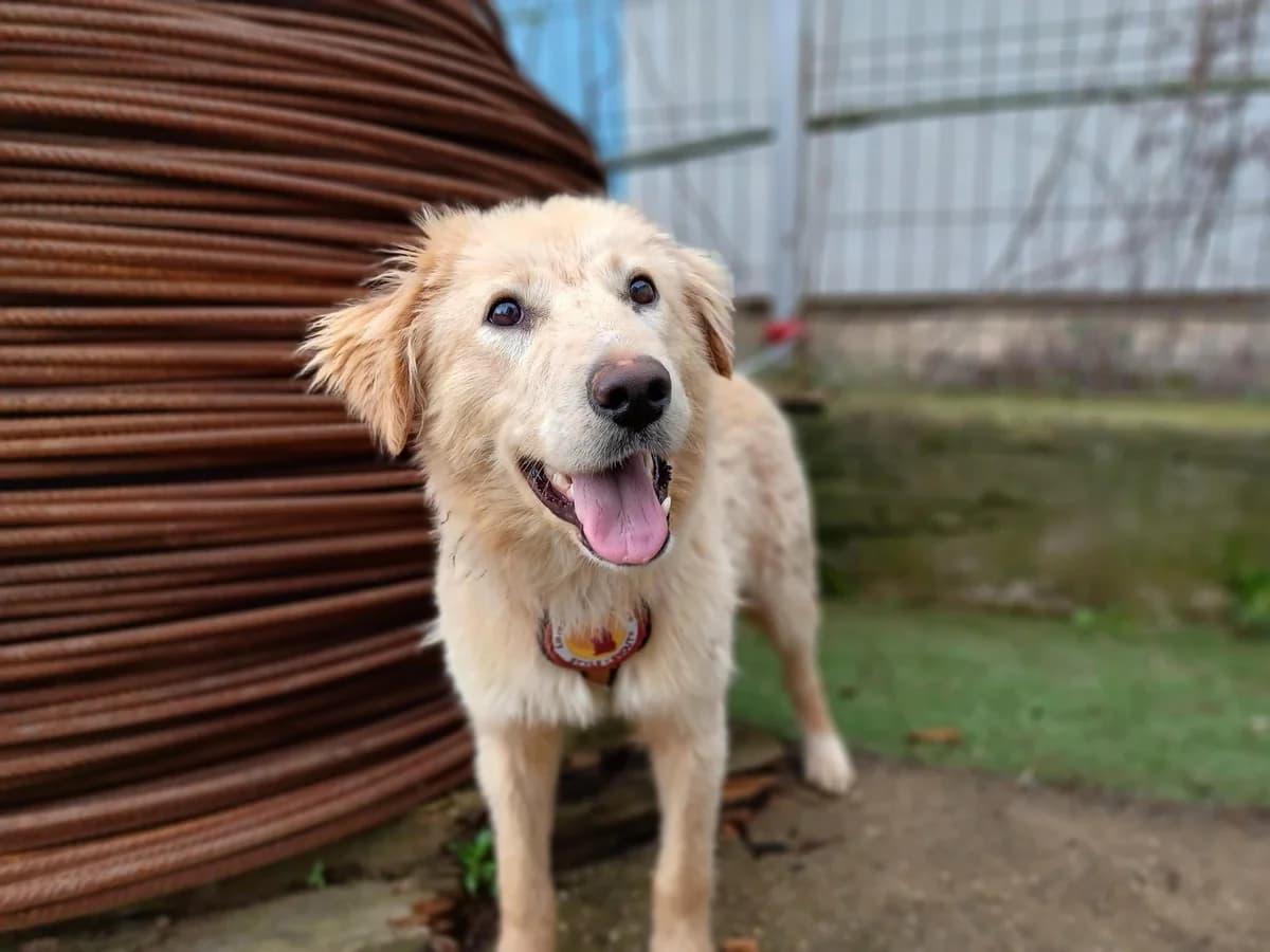 Luna, Mixed Breed for adoption at Ein Herz für Streuner e.V., München