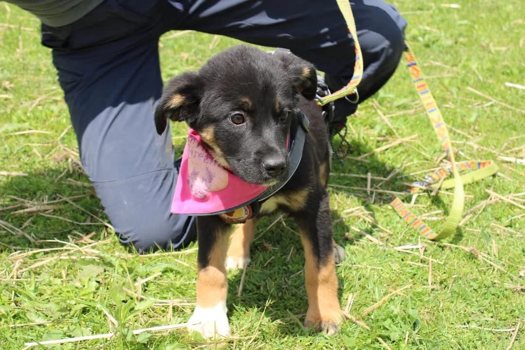 Luna, young Mixed Breed for adoption at Ein Herz für Streuner e.V., München