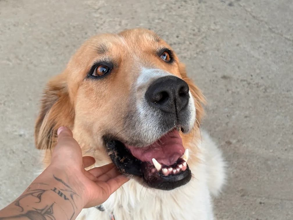 Lunara, braun female 4yo Mixed Breed for adoption at Ein Herz für Streuner e.V., München