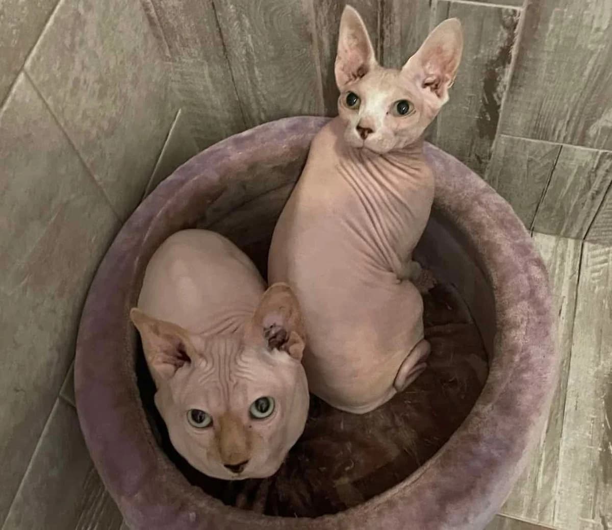 Lunaris&Solara, Mixed Breed for adoption at Ein Herz für Streuner e.V., München