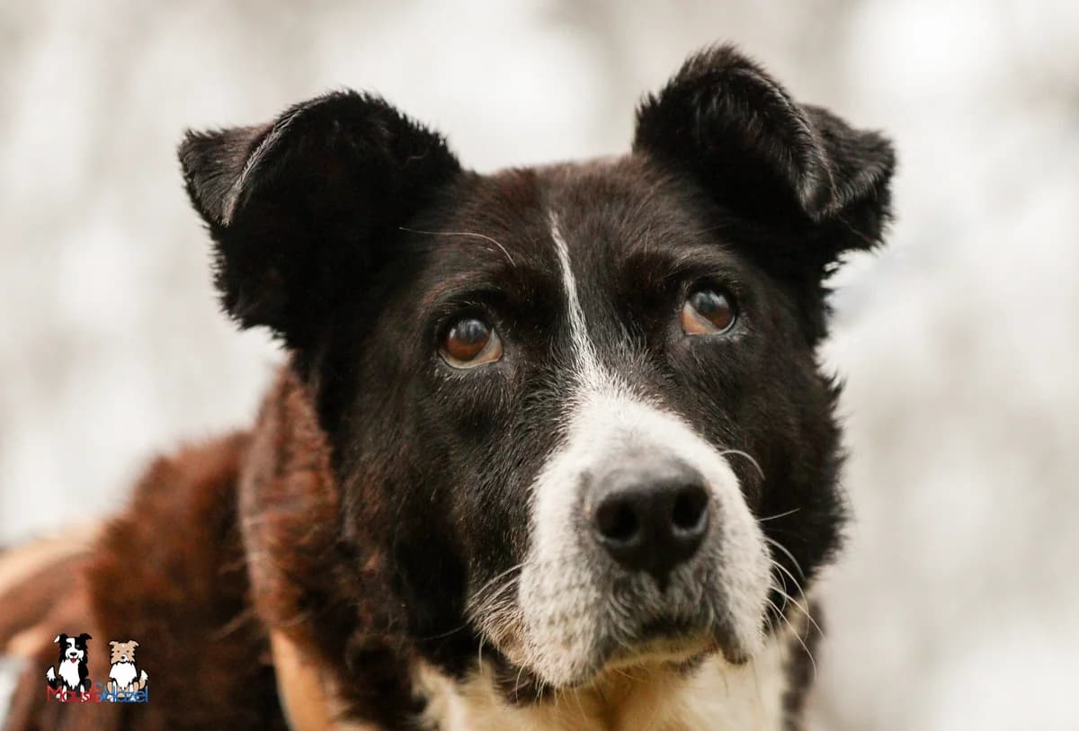 Lupa, female senior Mixed Breed for adoption at Ein Herz für Streuner e.V., München