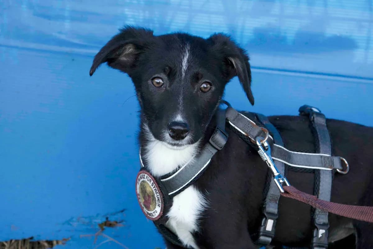 Lupega, weiß female puppy Mixed Breed for adoption at Ein Herz für Streuner e.V., München