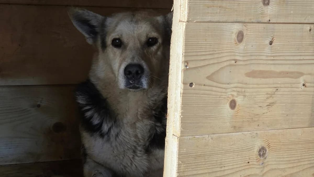 Lupina, female 4yo Mixed Breed for adoption at Ein Herz für Streuner e.V., München