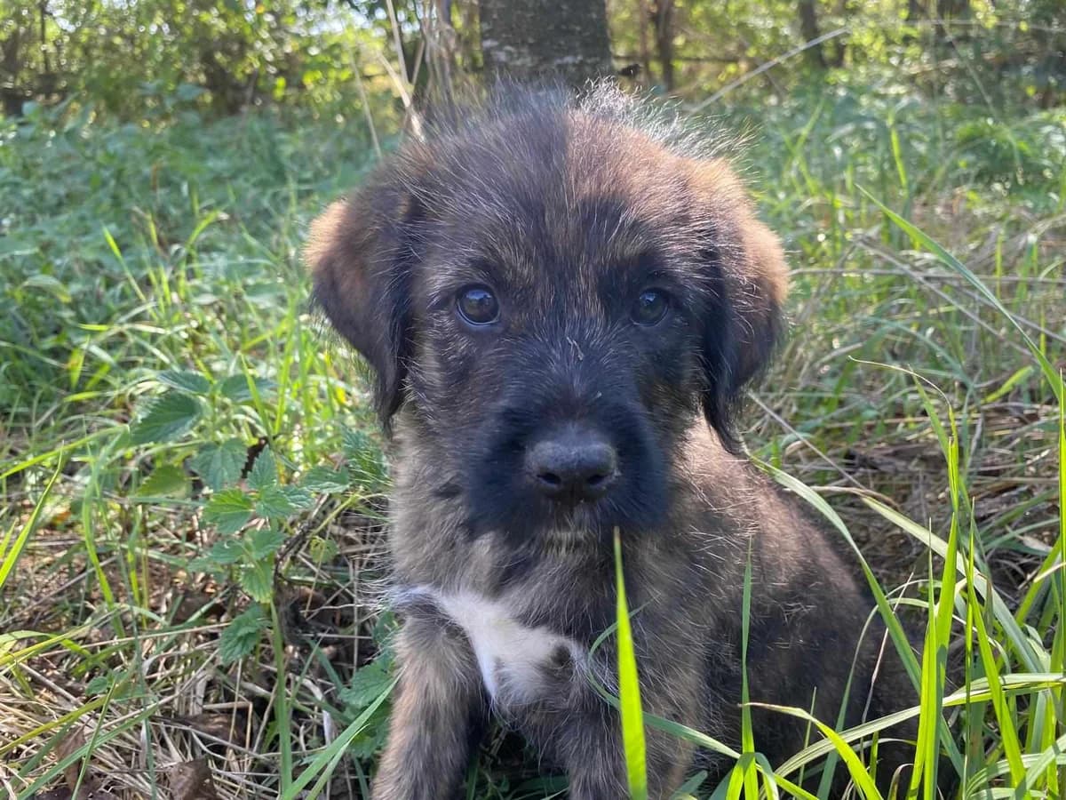Lupine, gefleckt female puppy Mixed Breed for adoption at Ein Herz für Streuner e.V., München