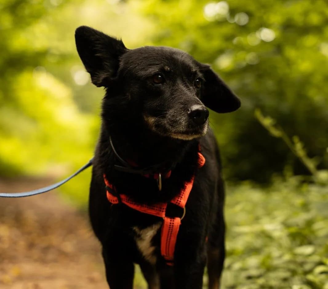 Lupita, female senior Mixed Breed for adoption at Ein Herz für Streuner e.V., München
