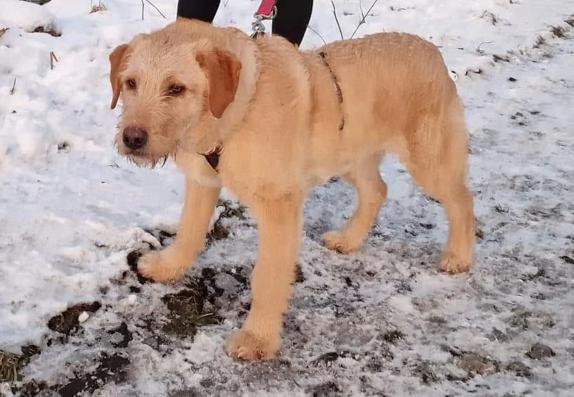 Lupo, male puppy Mixed Breed for adoption at Ein Herz für Streuner e.V., München