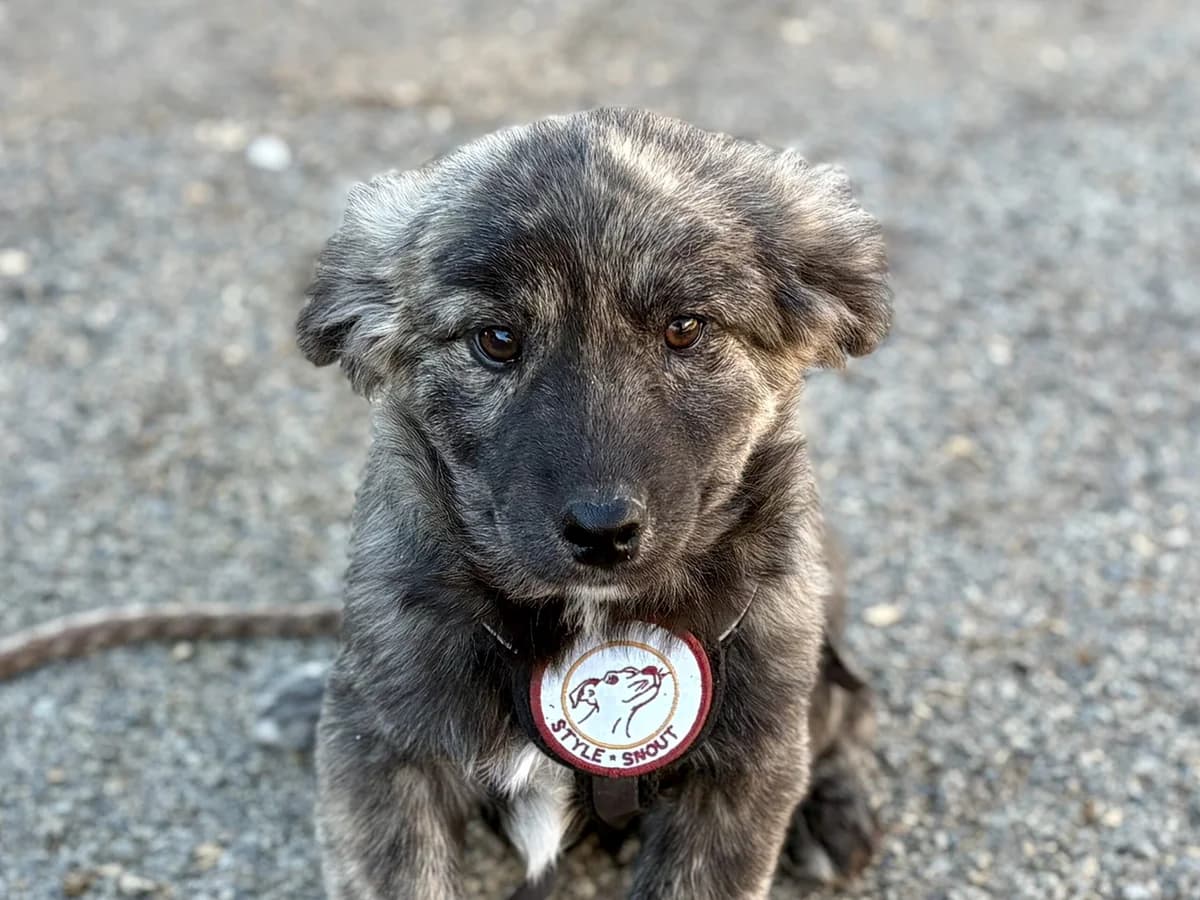 Lupus, male puppy Mixed Breed for adoption at Ein Herz für Streuner e.V., München