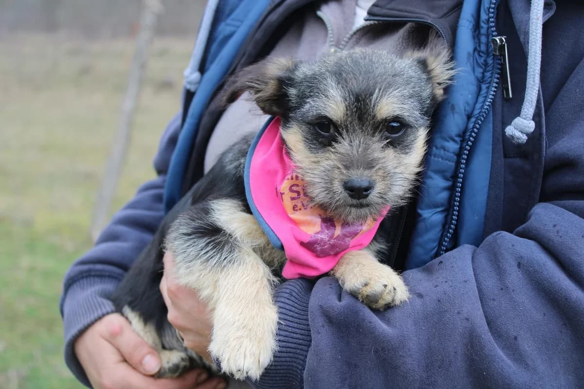 Luri, female puppy Mixed Breed for adoption at Ein Herz für Streuner e.V., München