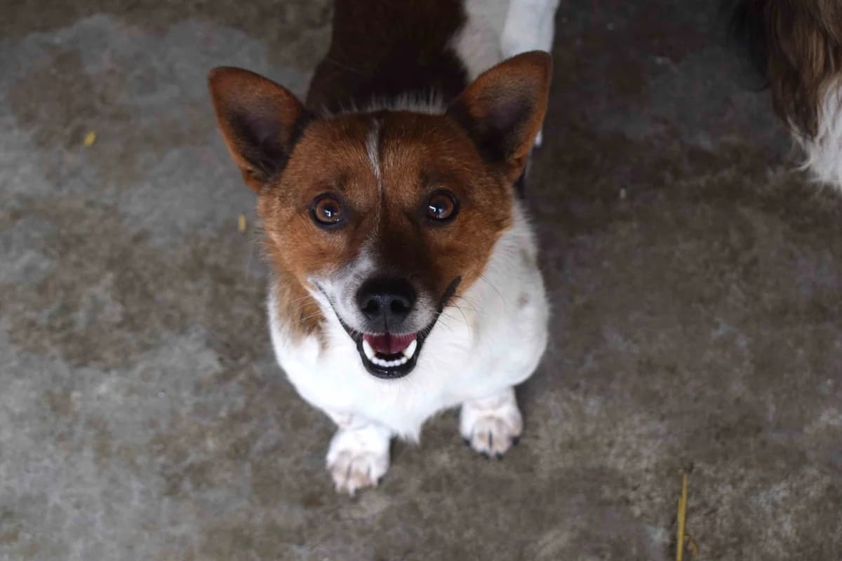 Lutz, male young Mixed Breed for adoption at Ein Herz für Streuner e.V., München