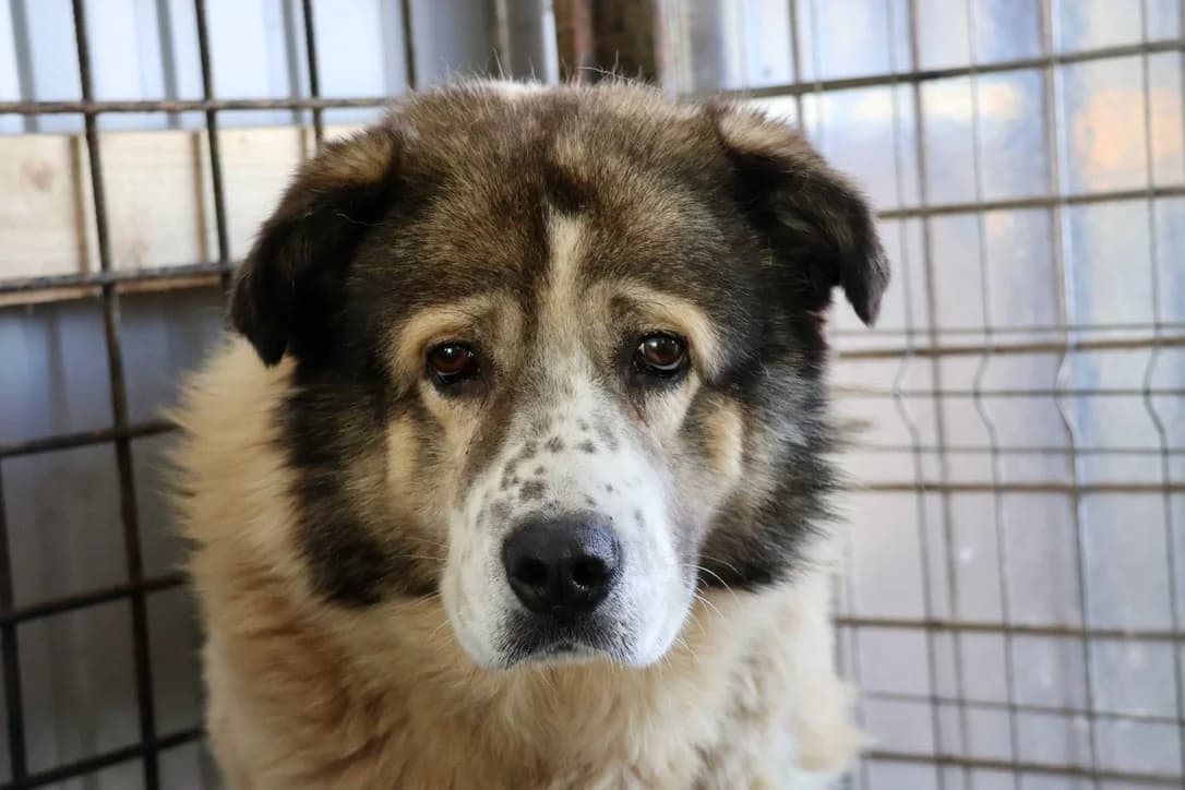 Lutze, male 4yo Mixed Breed for adoption at Ein Herz für Streuner e.V., München