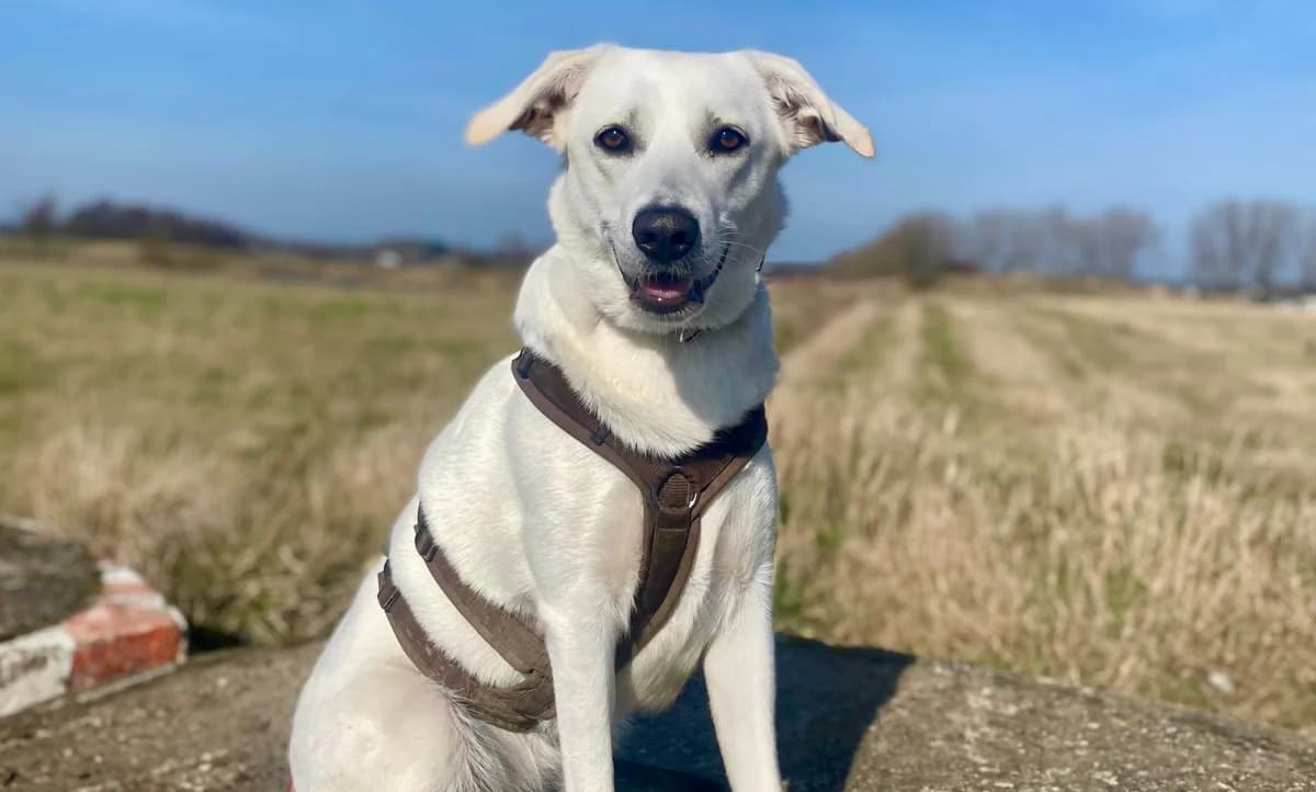 Luuna, female 5yo Mixed Breed for adoption at Ein Herz für Streuner e.V., München