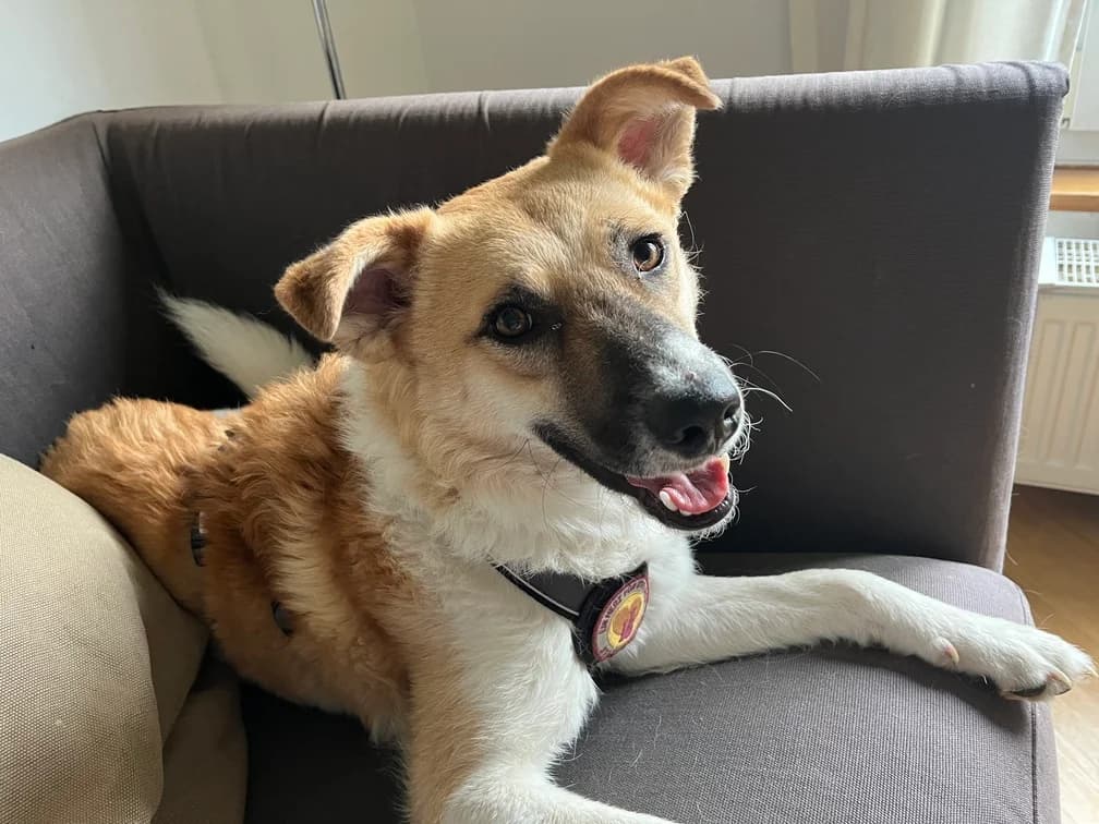 Luzia, female 5yo Mixed Breed for adoption at Ein Herz für Streuner e.V., München