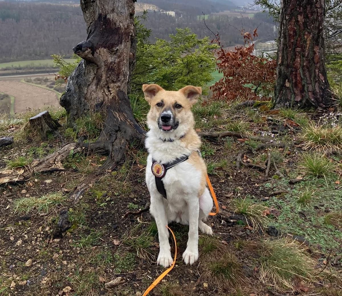 Luzia, female 5yo Mixed Breed for adoption at Ein Herz für Streuner e.V., München