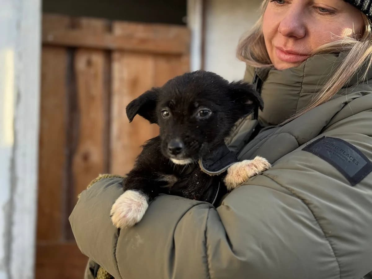 Luzia, female puppy Mixed Breed for adoption at Ein Herz für Streuner e.V., München