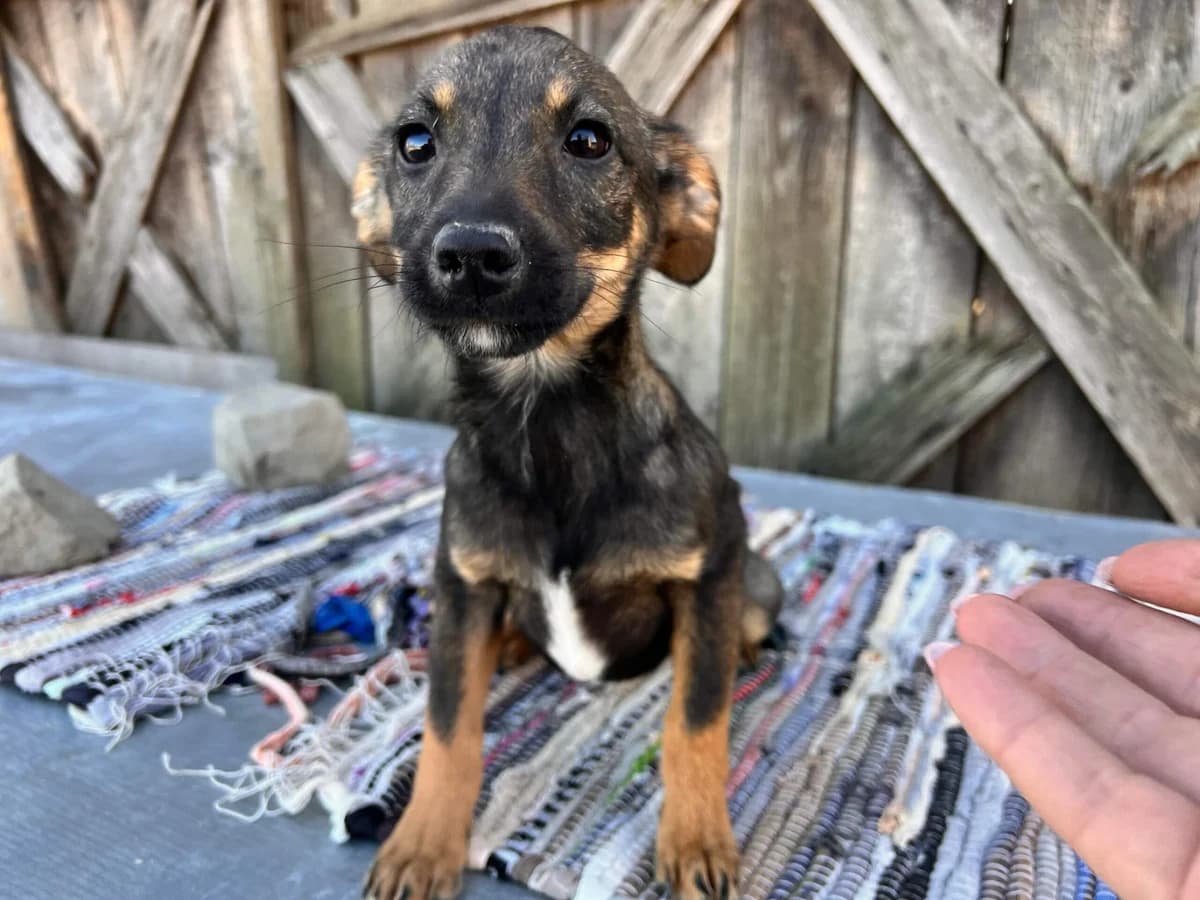 Luzie, female puppy Mixed Breed for adoption at Ein Herz für Streuner e.V., München