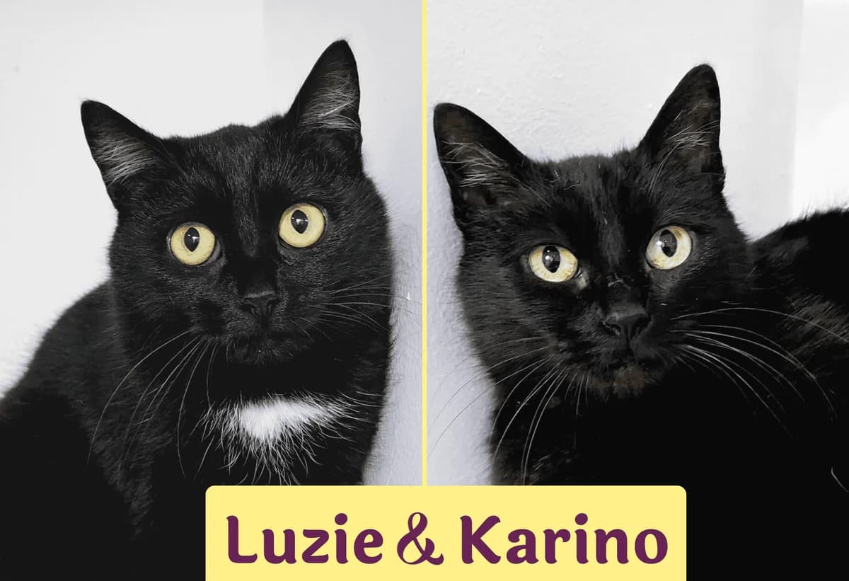 Luzie&Karino, female 5yo Mixed Breed for adoption at Ein Herz für Streuner e.V., München