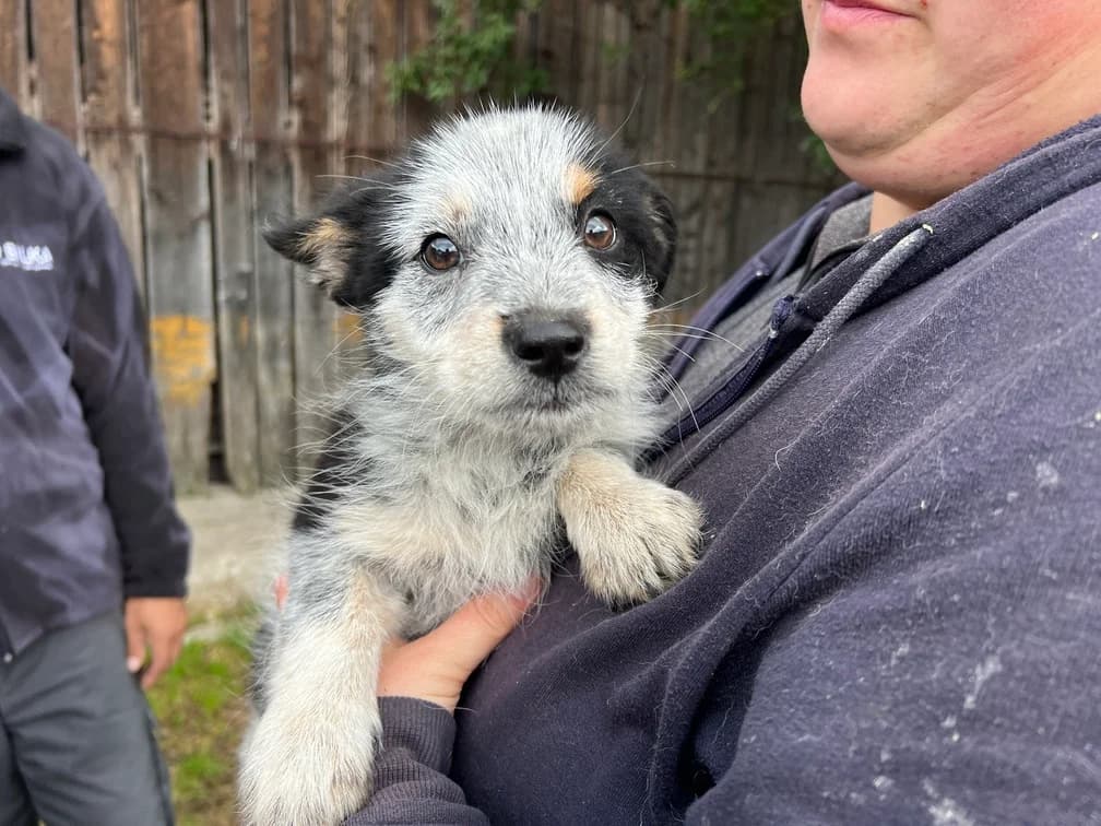 Luzius, male puppy Mixed Breed for adoption at Ein Herz für Streuner e.V., München
