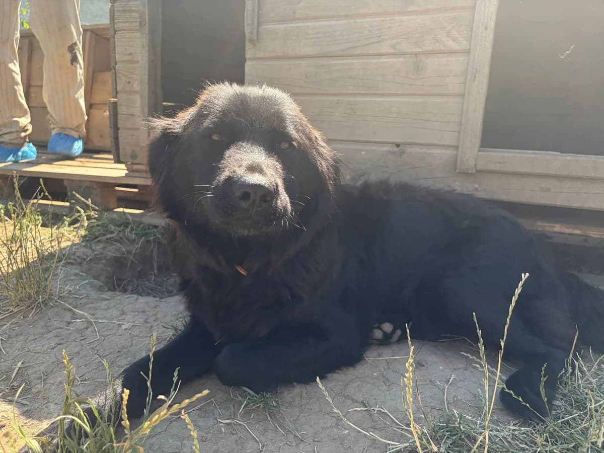 Luzy, female young Mixed Breed for adoption at Ein Herz für Streuner e.V., München