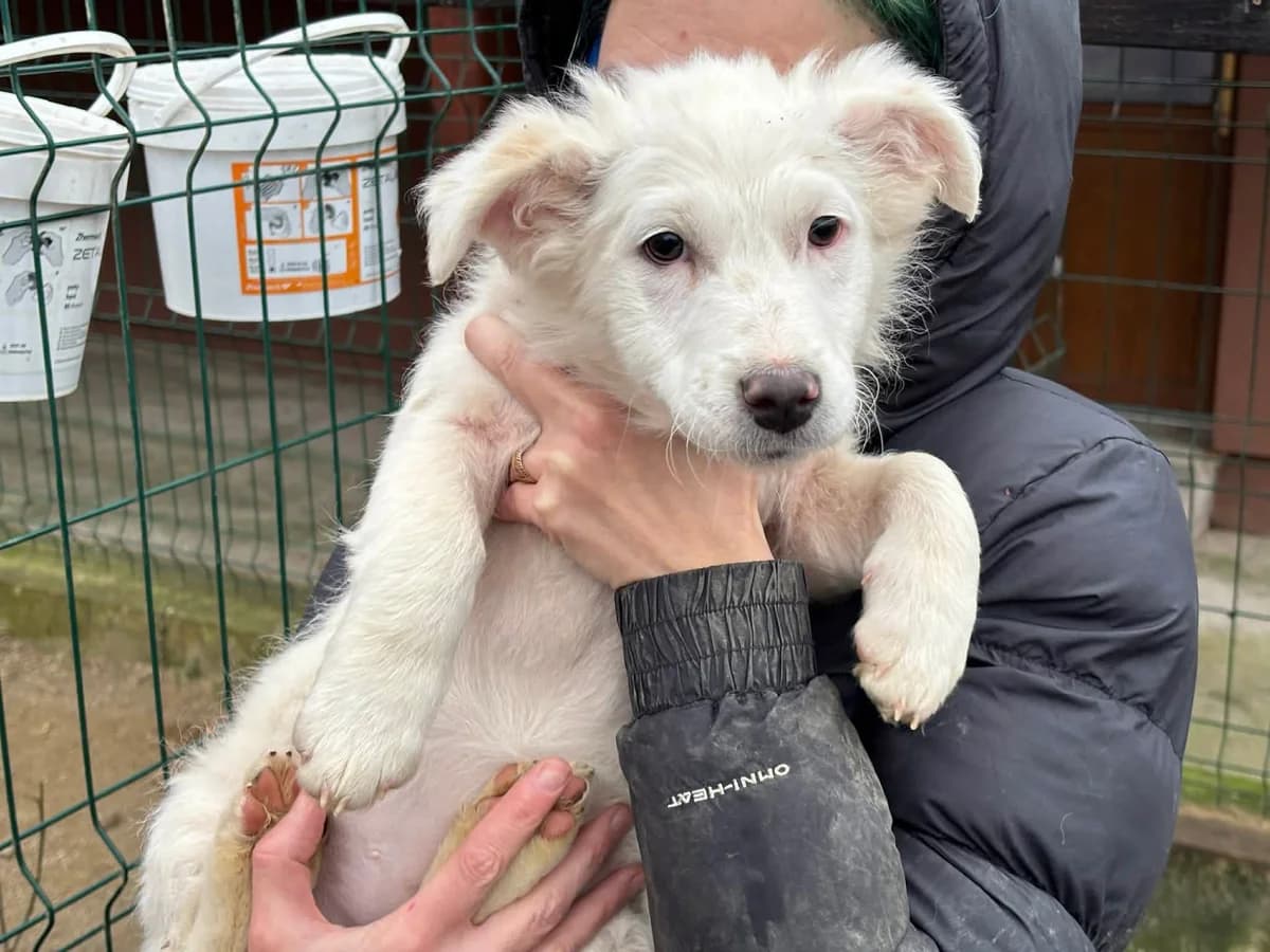Lyambiko, female puppy Mixed Breed for adoption at Ein Herz für Streuner e.V., München