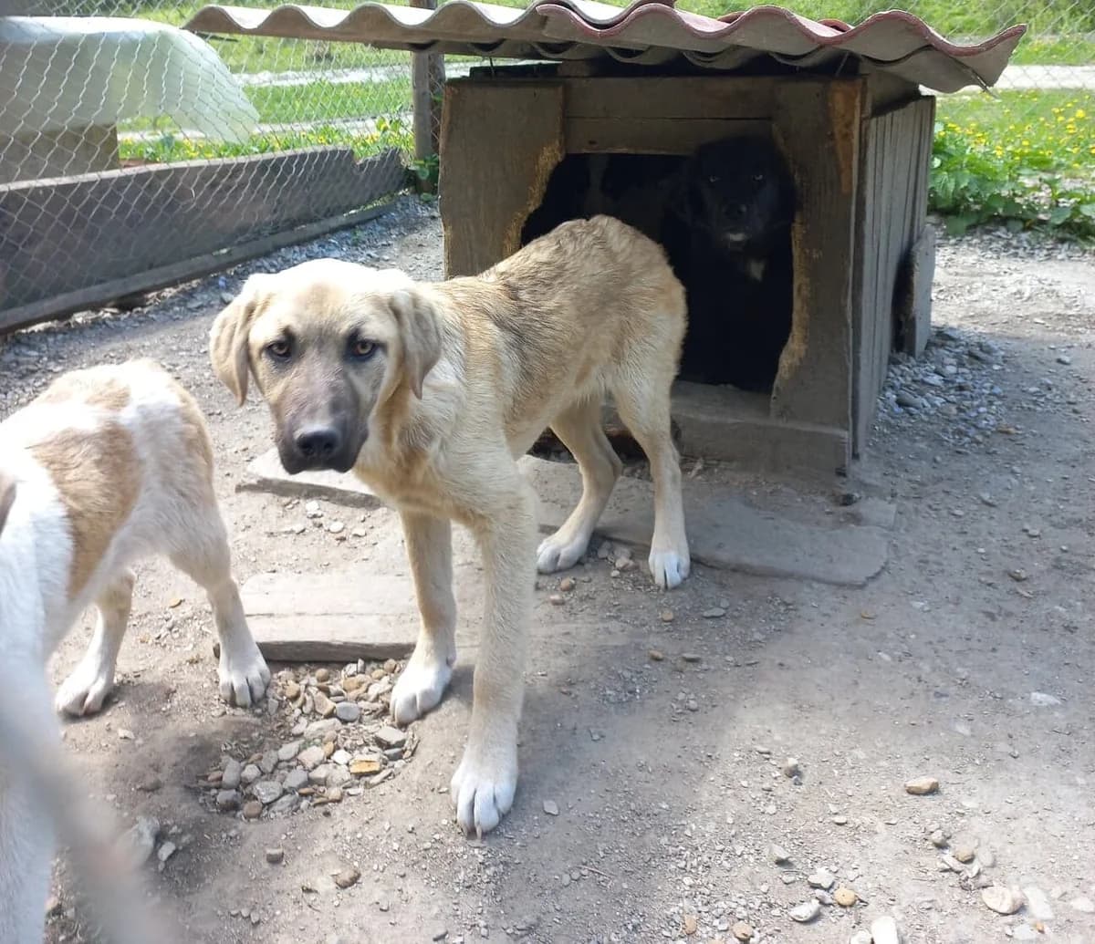 Lyanna, female 3yo Mixed Breed for adoption at Ein Herz für Streuner e.V., München