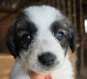 Lychee, puppy Mixed Breed for adoption at Ein Herz für Streuner e.V., München