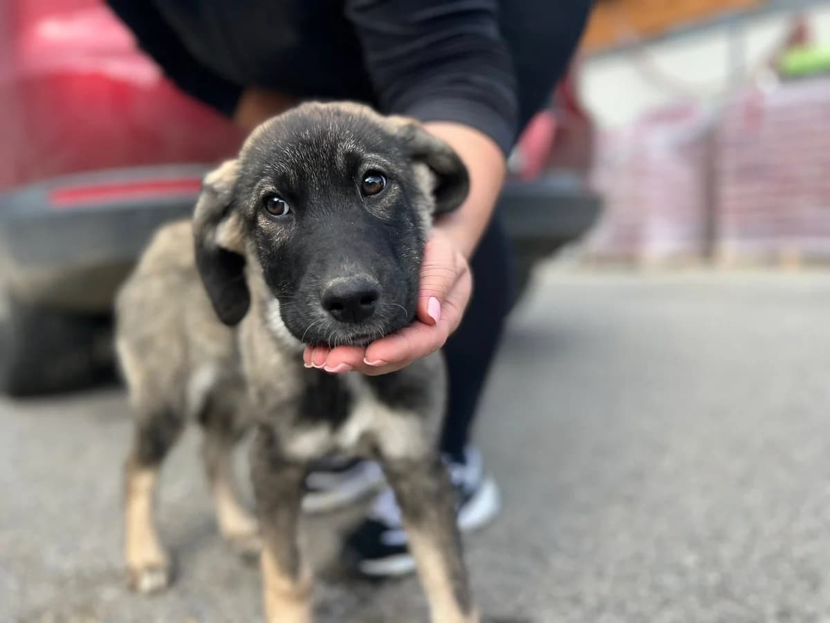 Lydia, braun female puppy Mixed Breed for adoption at Ein Herz für Streuner e.V., München