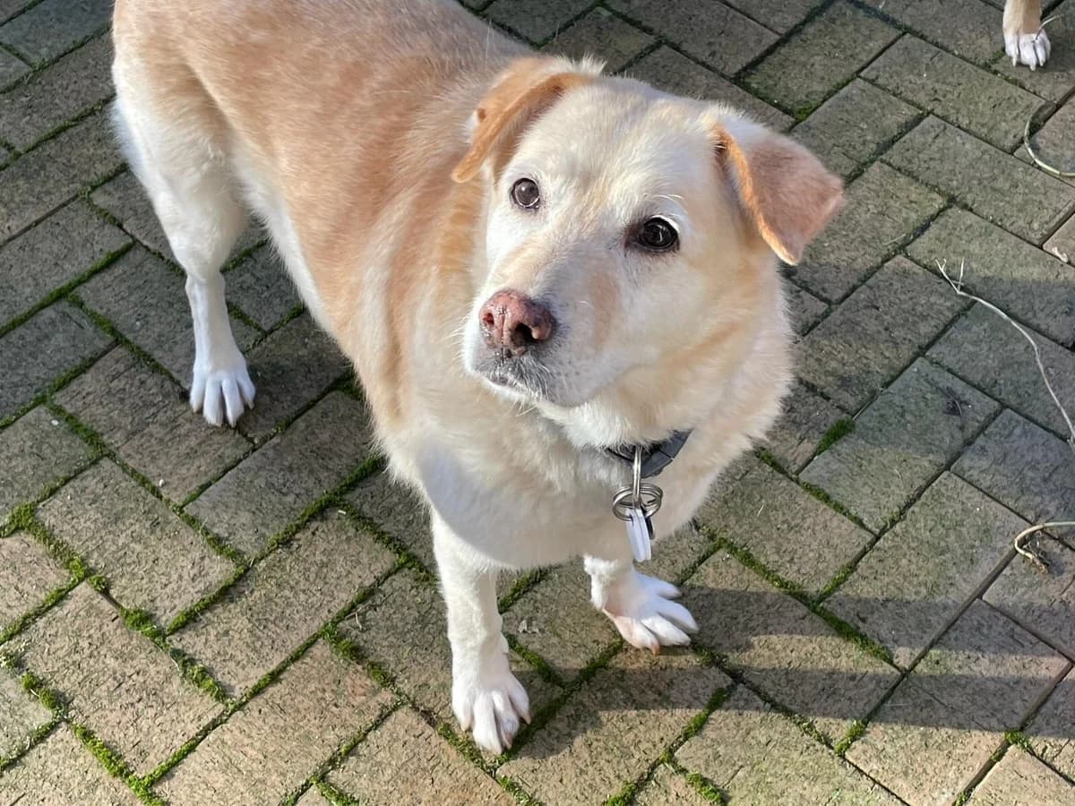Lydia, female senior Mixed Breed for adoption at Ein Herz für Streuner e.V., München