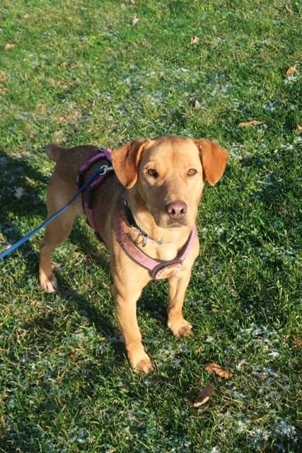 Lykka, female 5yo Mixed Breed for adoption at Ein Herz für Streuner e.V., München