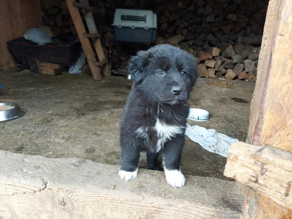 Lynn, weiß female puppy Mixed Breed for adoption at Ein Herz für Streuner e.V., München