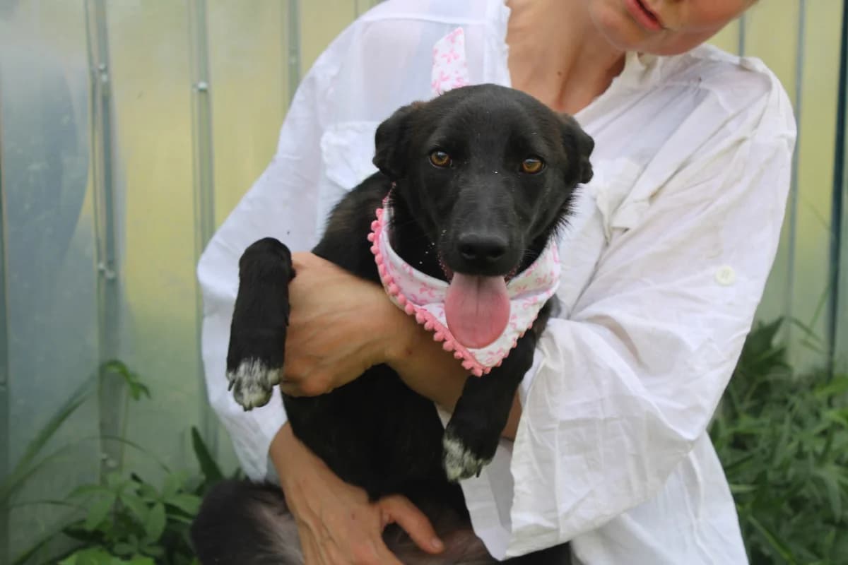 Lynn, female puppy Mixed Breed for adoption at Ein Herz für Streuner e.V., München
