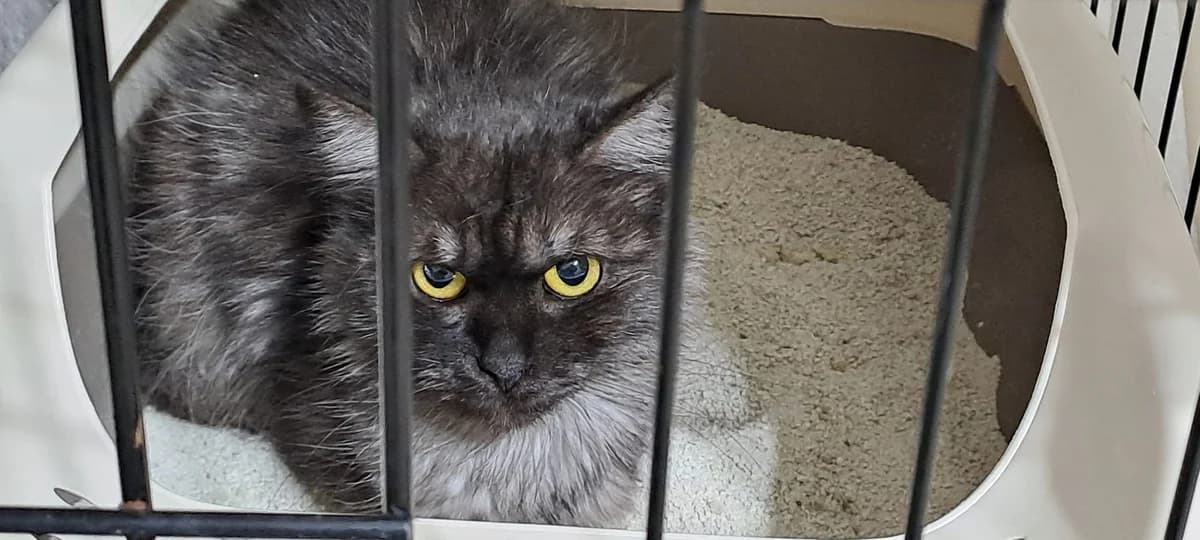 Lynn, female 6yo Mixed Breed for adoption at Ein Herz für Streuner e.V., München