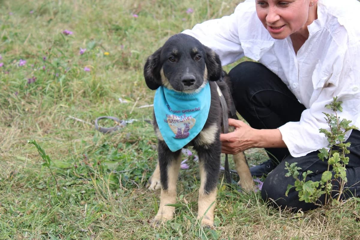 Lyo, male puppy Mixed Breed for adoption at Ein Herz für Streuner e.V., München