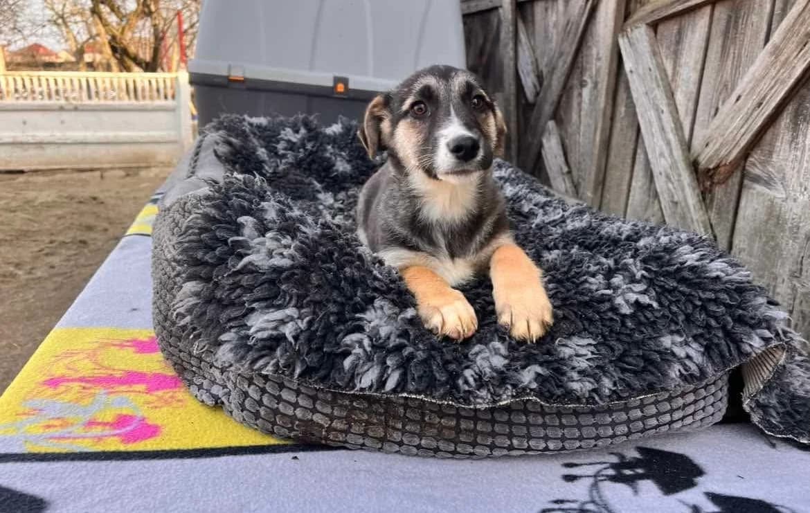 Lyra, female puppy Mixed Breed for adoption at Ein Herz für Streuner e.V., München