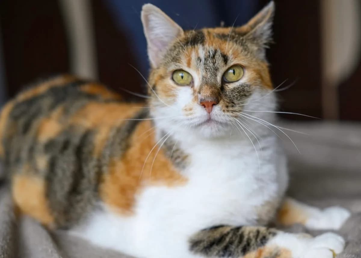 Lyra, female 4yo Mixed Breed for adoption at Ein Herz für Streuner e.V., München