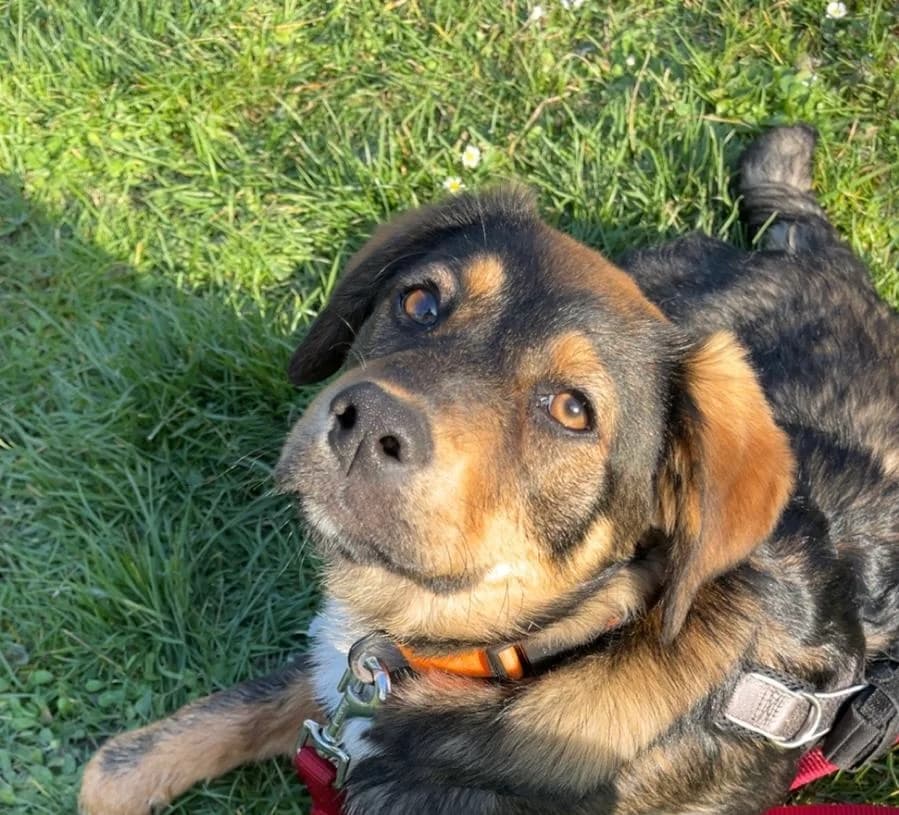 Lyra, female puppy Mixed Breed for adoption at Ein Herz für Streuner e.V., München