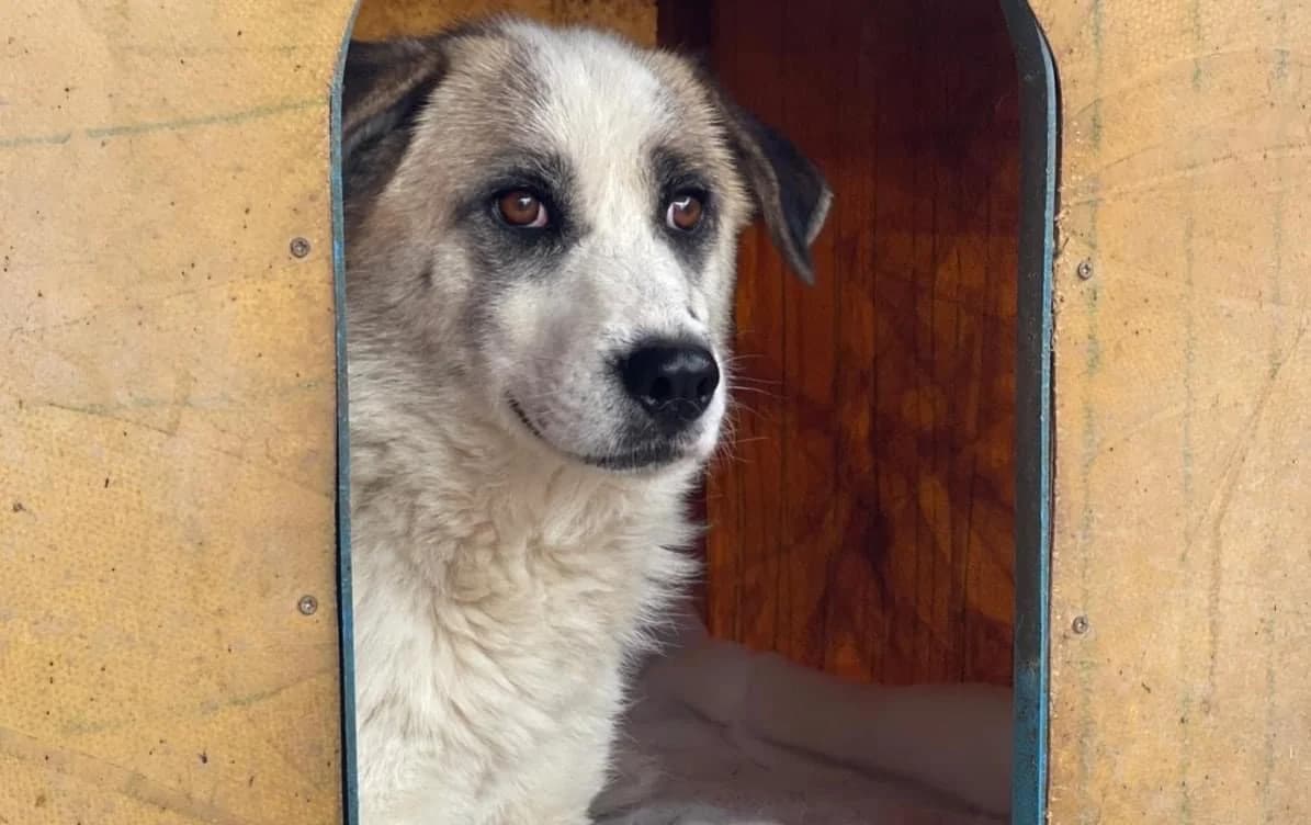 Lyria, female 6yo Mixed Breed for adoption at Ein Herz für Streuner e.V., München
