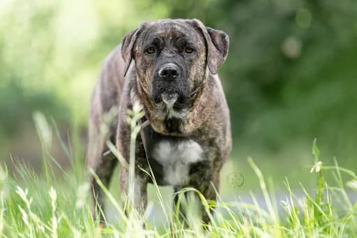 Lysa, female 5yo Mixed Breed for adoption at Ein Herz für Streuner e.V., München