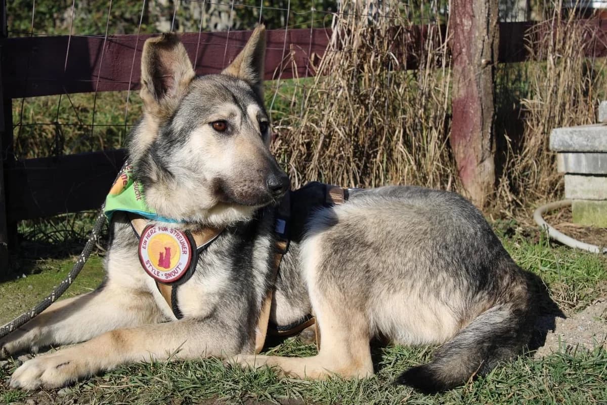 Lysander, male 6yo Mixed Breed for adoption at Ein Herz für Streuner e.V., München