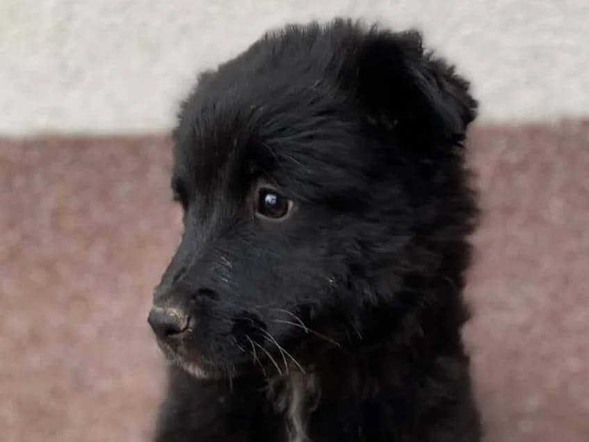 Lysann, female puppy Mixed Breed for adoption at Ein Herz für Streuner e.V., München