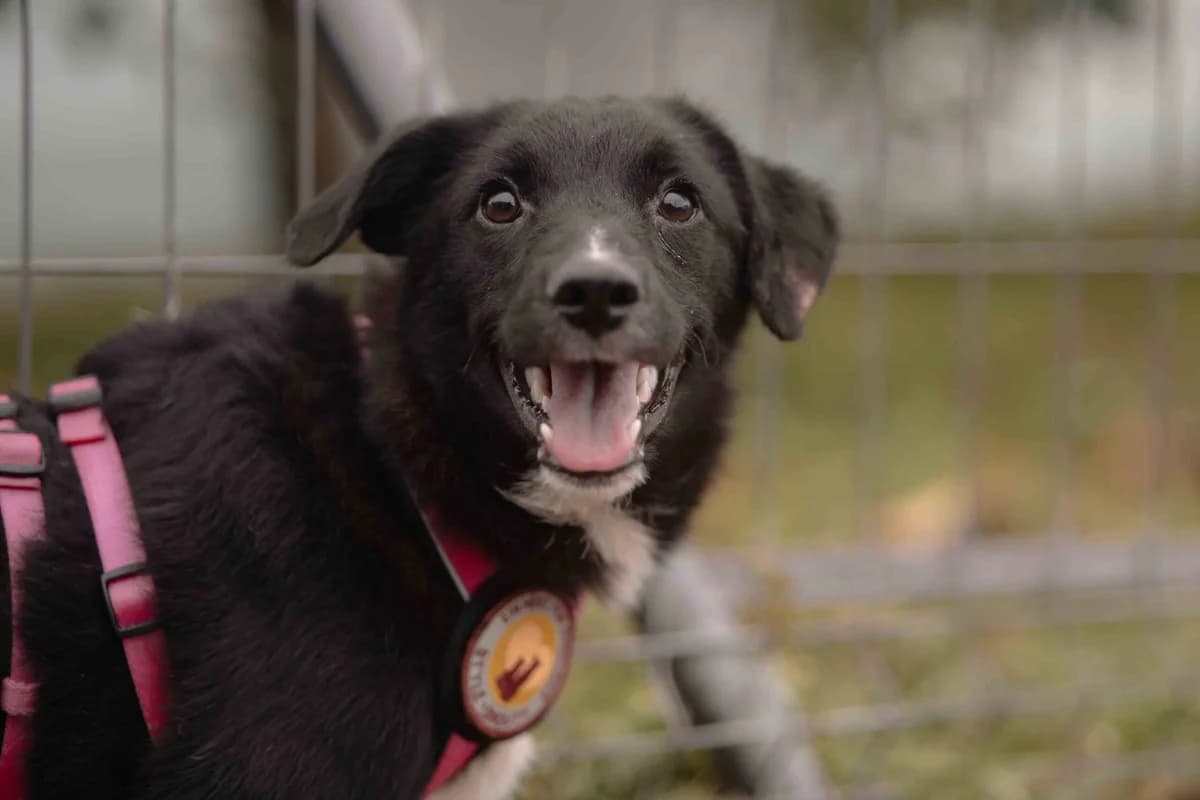 Mabel, female puppy Mixed Breed for adoption at Ein Herz für Streuner e.V., München