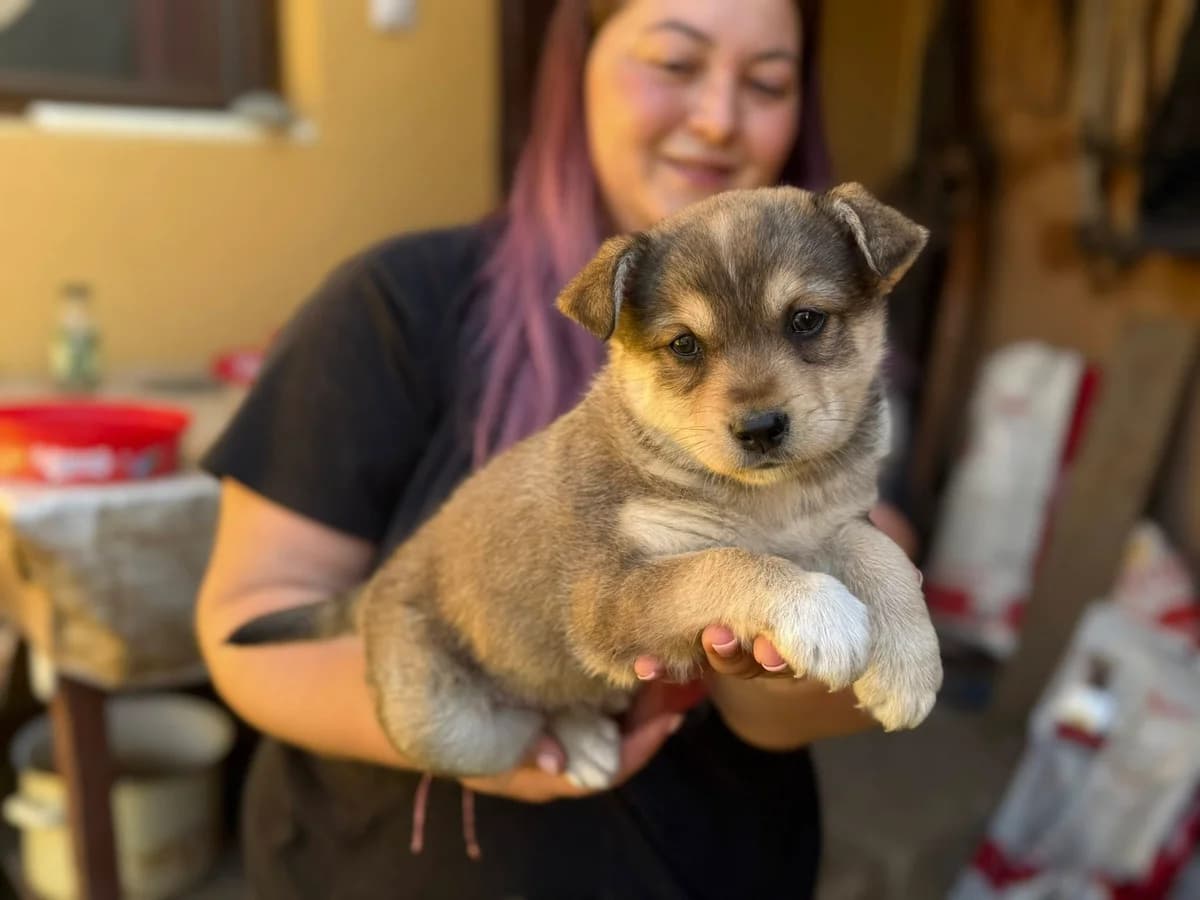 Mabli, braun female puppy Mixed Breed for adoption at Ein Herz für Streuner e.V., München