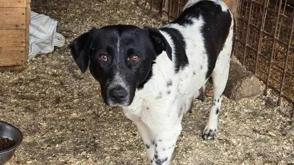 Macchia, female 5yo Mixed Breed for adoption at Ein Herz für Streuner e.V., München