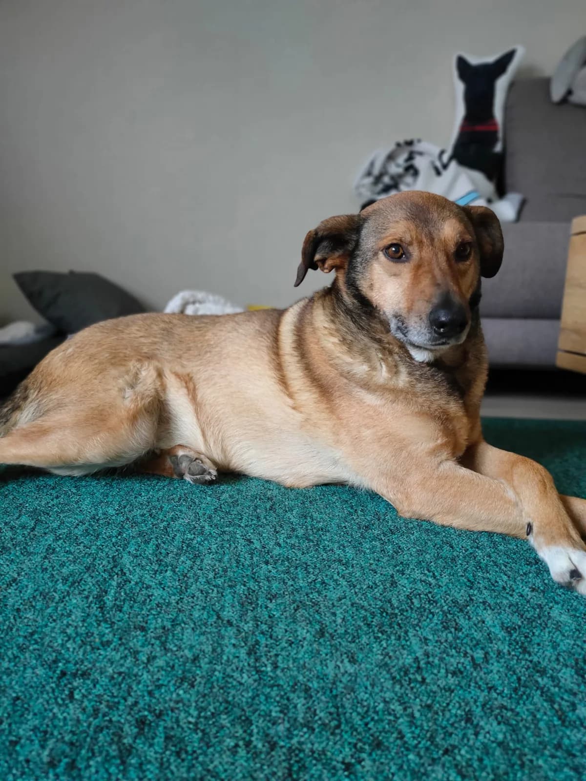 Mac Kenzie, male senior Mixed Breed for adoption at Ein Herz für Streuner e.V., München