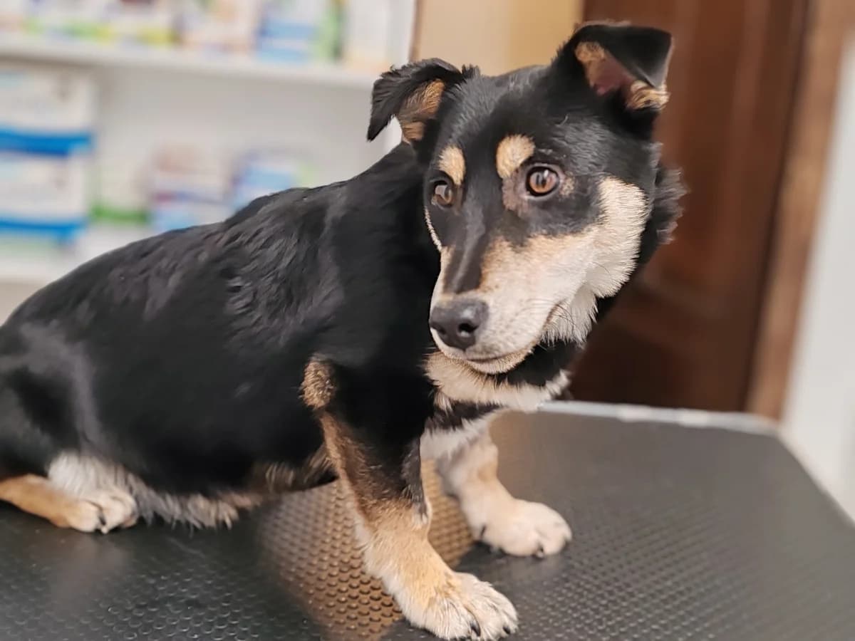 Maddie, female puppy Mixed Breed for adoption at Ein Herz für Streuner e.V., München