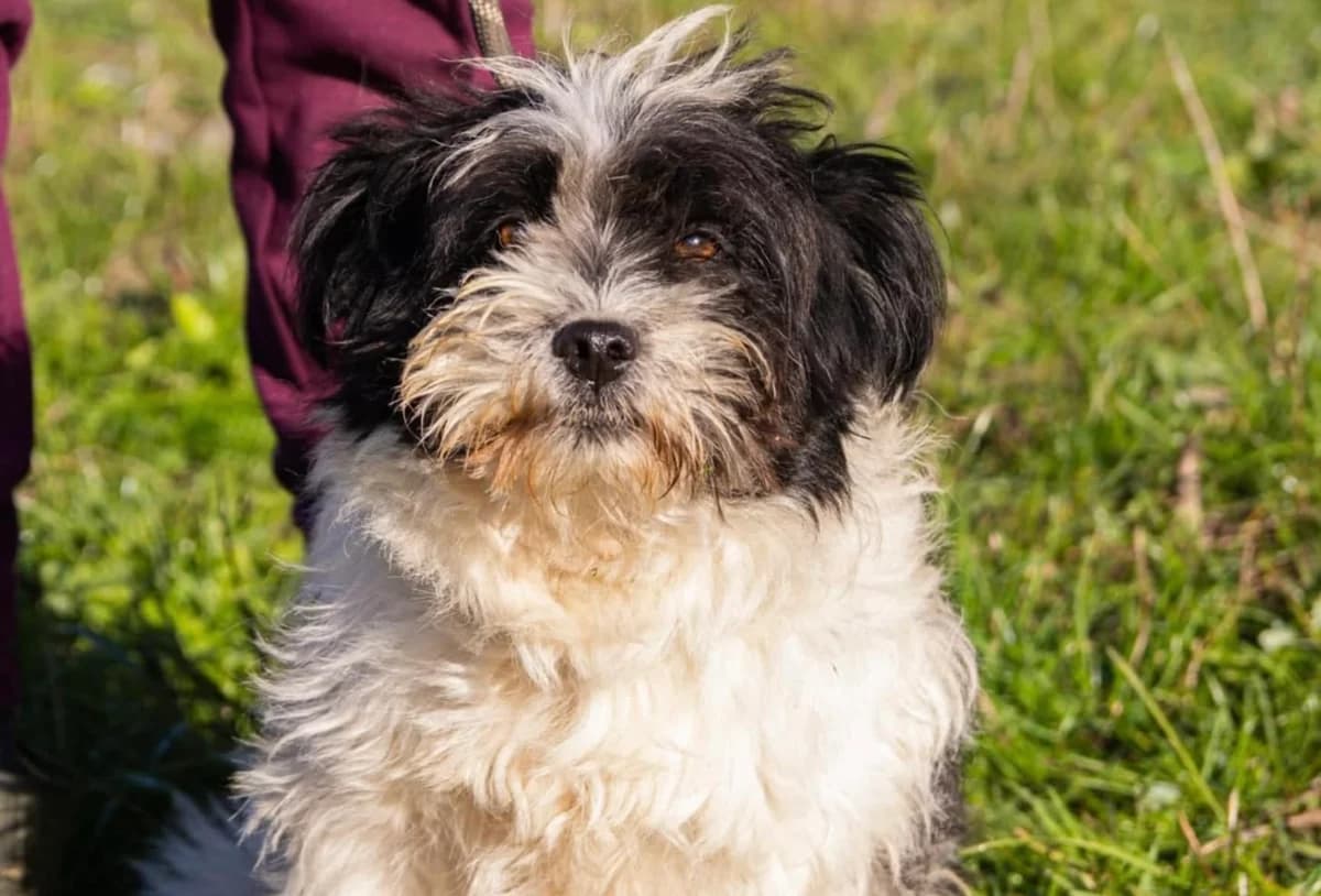 Maddox, male 4yo Mixed Breed for adoption at Ein Herz für Streuner e.V., München