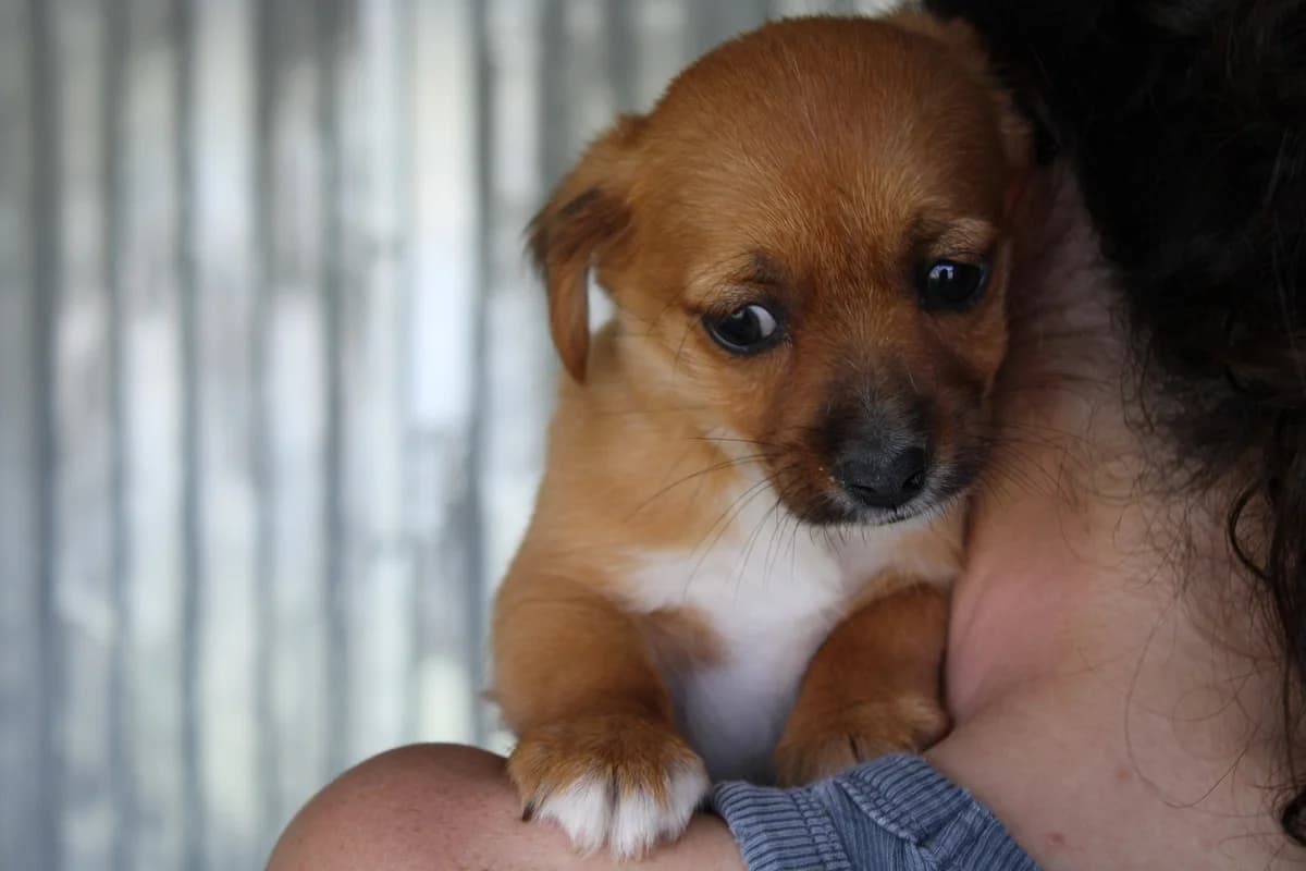 Maddox, male puppy Mixed Breed for adoption at Ein Herz für Streuner e.V., München
