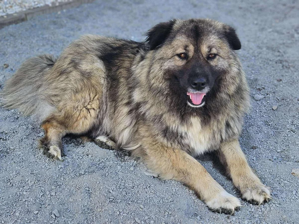 Maddy, gold female 5yo Mixed Breed for adoption at Ein Herz für Streuner e.V., München