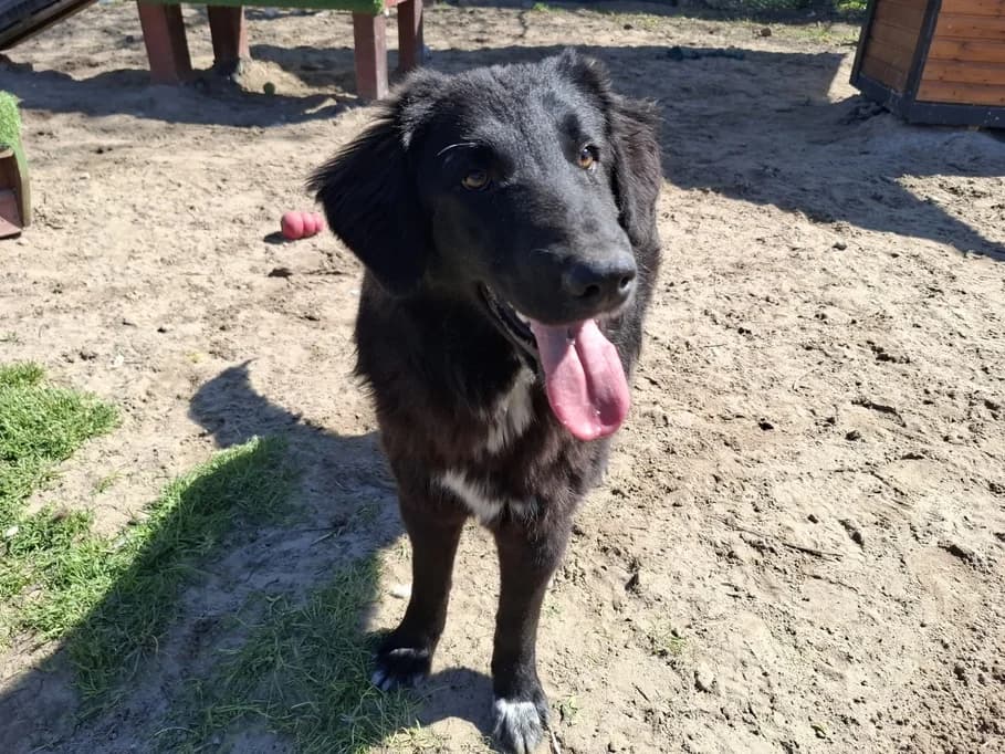 Madeira, female puppy Mixed Breed for adoption at Ein Herz für Streuner e.V., München