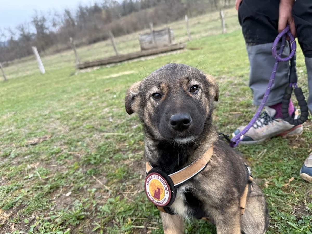 Madison, female puppy Mixed Breed for adoption at Ein Herz für Streuner e.V., München